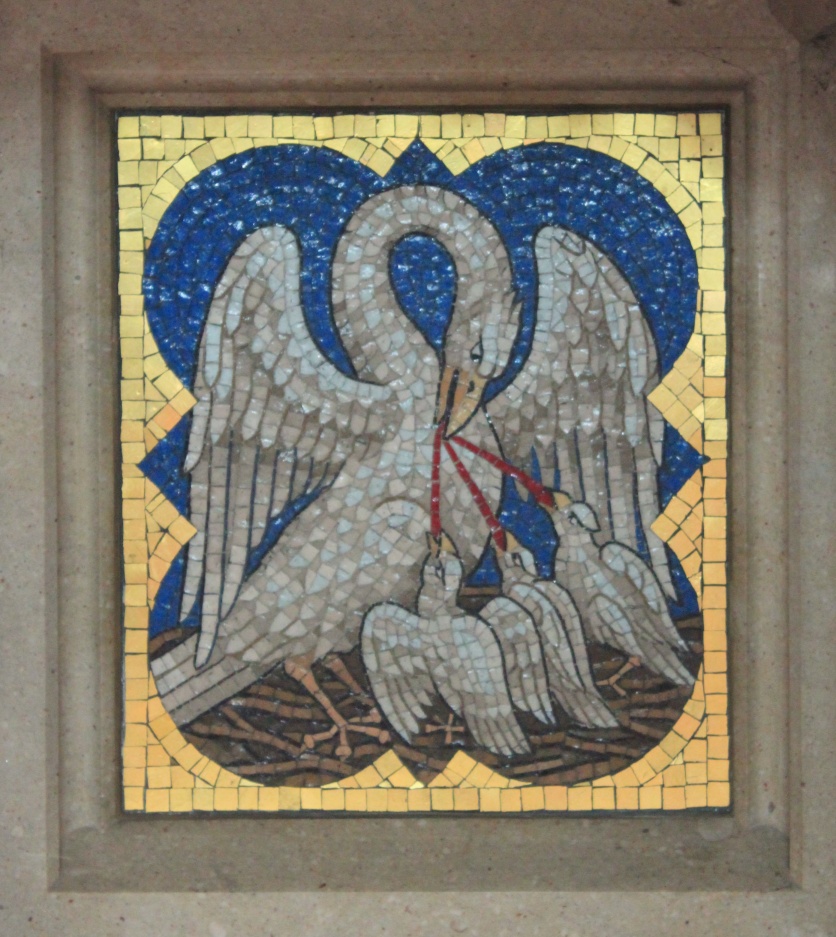 Pelican's Breast Image